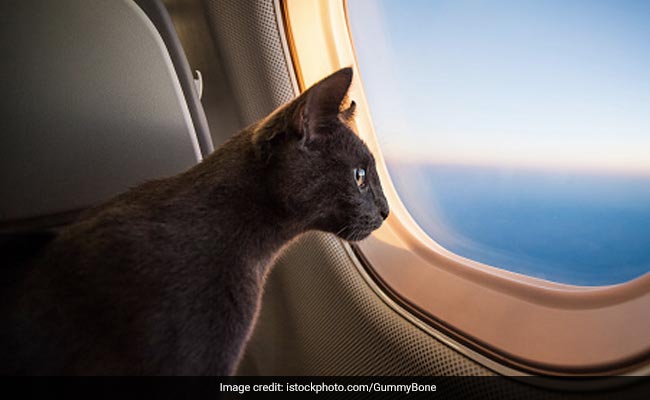 Woman Breastfeeds Cat On Plane, Refuses To Stop When Asked