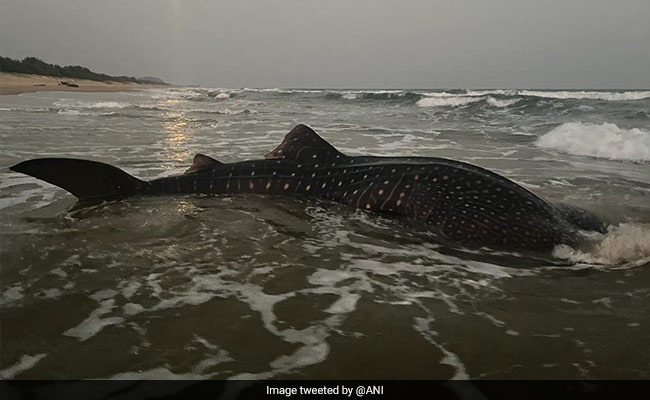 मछुआरों के जाल में फंसी कभी न दिखने वाली दुनिया की सबसे बड़ी मछली, फिर ऐसे समुद्र में भेजा गया वापस