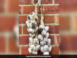 Black Garlic Benefits: किसी औषधी से कम नहीं है काला लहसुन, फायदे जान हैरान हो जाएंगे आप... Black Garlic Benefits: किसी औषधी से कम नहीं है काला लहसुन, फायदे जान हैरान हो जाएंगे आप...