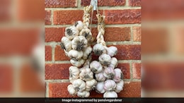 How To Braid Garlic: An Easy Way To Preserve Garlic For Months