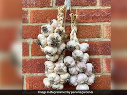 How To Braid Garlic: An Easy Way To Preserve Garlic For Months How To Braid Garlic: An Easy Way To Preserve Garlic For Months