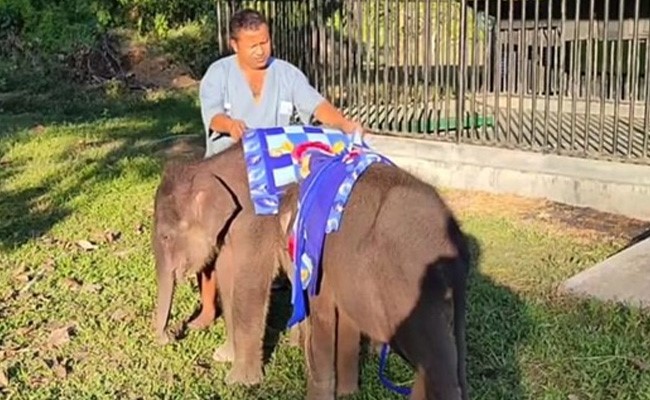 Kaziranga National Park Provides Blankets, Heaters For Animals Amid Cold Spell