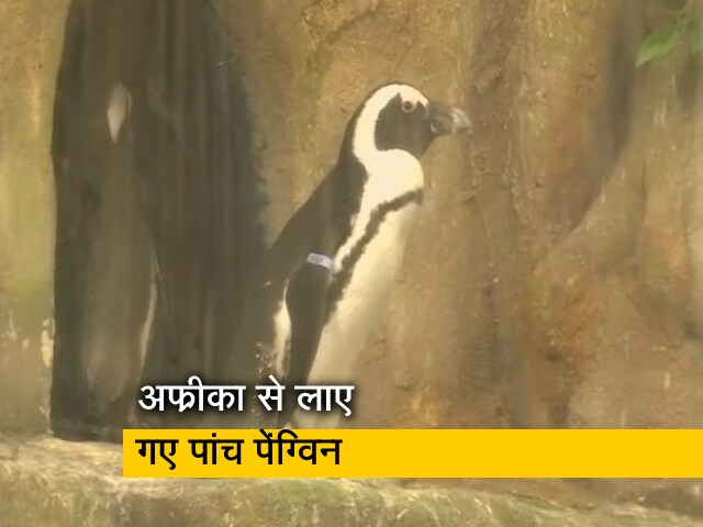 अहमदाबाद के साइंस सेंटर में पेंग्विन बने आकर्षण का केंद्र