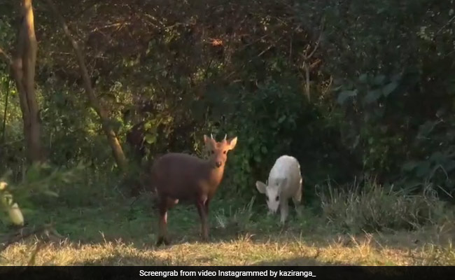 असम के काजीरंगा पार्क में दिखा सफेद हिरण, सोशल मीडिया पर वायरल हुआ वीडियो
