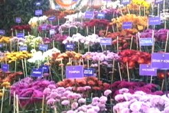 3-Day Chrysanthemum Show At Chandigarh 3-Day Chrysanthemum Show At Chandigarh