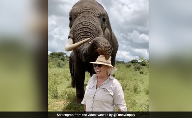 हाथी ने महिला के सिर से चुपचाप गायब कर दी टोपी, जब ढूंढने लगी महिला, तो की ऐसी हरकत - देखें Funny Video