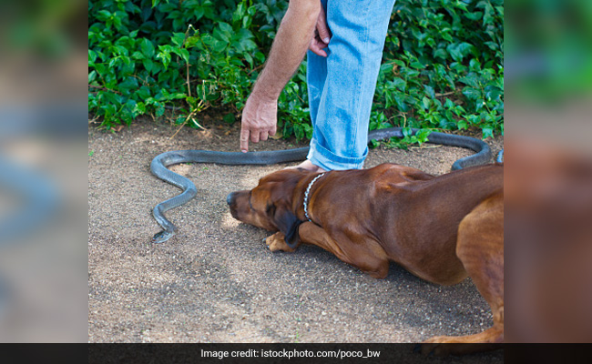 मालिक के घर में दाखिल हो रहा था कोबरा सांप, डॉगी ने खुद की जान जोखिम में डाल निभाई वफादारी