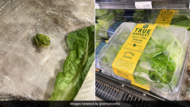 Man Finds Baby Frog Inside Box Of Lettuce, Here's What He Did Next