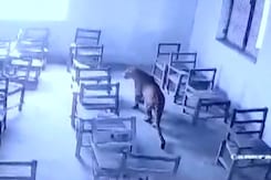 Leopard Breaks Into Aligarh School, Injures Student Leopard Breaks Into Aligarh School, Injures Student