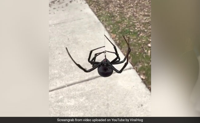 Watch: This Video Of A Massive Black Widow Spider Is Not For The Faint-Hearted