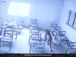 कॉलेज में घुसा खूंखार तेंदुआ, क्लास में घुसकर बच्चों पर किया हमला, सीसीटीवी में कैद हुई घटना कॉलेज में घुसा खूंखार तेंदुआ, क्लास में घुसकर बच्चों पर किया हमला, सीसीटीवी में कैद हुई घटना