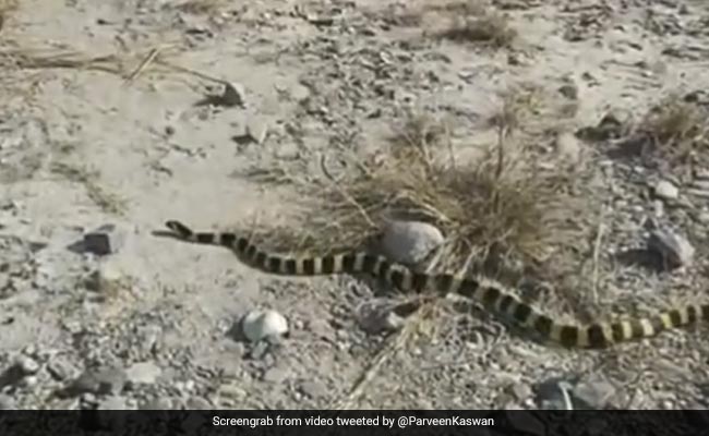 खूबसूरत सांप का Video शेयर कर IFS ने पूछा दिलचस्प सवाल, लोग बोले- ऐसी ब्यूटी दूर से ही अच्छी