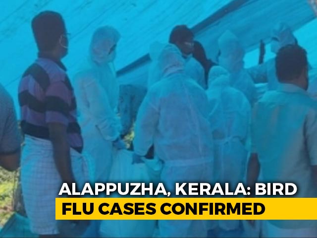 Bird Flu Outbreak Reported In Village In Kerala's Alappuzha District