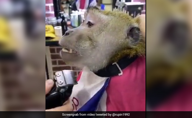 बंदर पहुंचा सैलून, कुर्सी पर बैठकर Trimmer से सेट करवाई दाढ़ी, IPS बोला- अब लग रहे Smart - देखें Funny Video