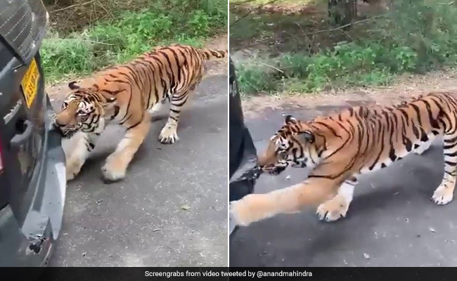Watch: Tiger Pulls SUV Full Of Tourists In Anand Mahindra's Hair-Raising Video