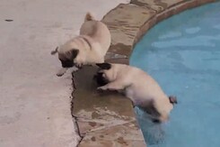 पानी के फव्वारे से डरकर भाग रहा था कुत्ता, तभी हुआ कुछ ऐसा पानी के फव्वारे से डरकर भाग रहा था कुत्ता, तभी हुआ कुछ ऐसा