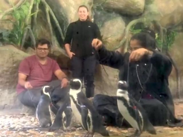 African Penguins Get New Home In Ahmedabad