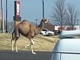 Video: Nothing To See Here. Just A Camel Strolling Down A Road In Kansas