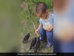 चिड़िया को लगी थी भूख, बच्चा बर्तन में खाना लेकर लगा खिलाने, एक-एक कर सबके मुंह में डाला निवाला - देखें Video चिड़िया को लगी थी भूख, बच्चा बर्तन में खाना लेकर लगा खिलाने, एक-एक कर सबके मुंह में डाला निवाला - देखें Video