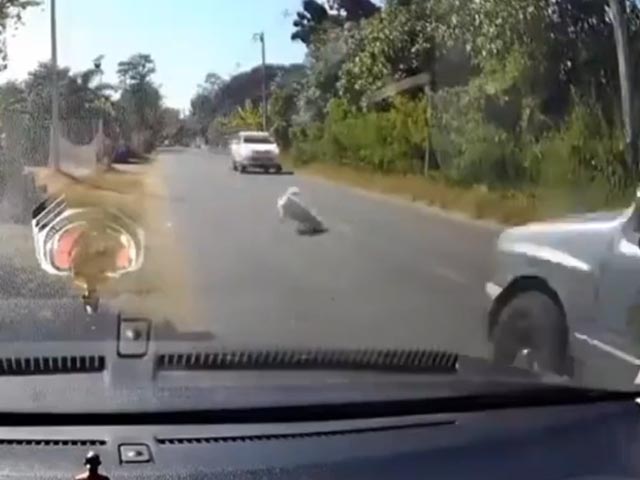 Watch: Dog's Heart-Stopping Escape In Traffic