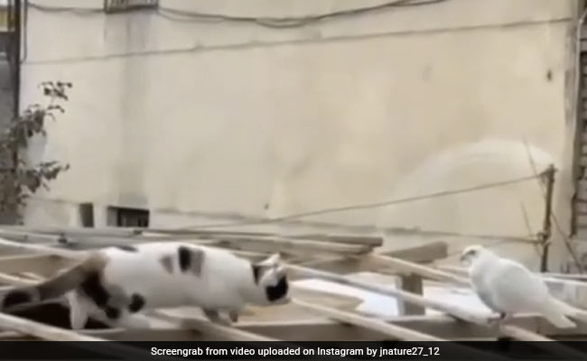 कबूतर छत पर बैठा था, चुपचाप पास गई बिल्ली और कर लिया Kiss, लोग बोले- शिकार पर प्यार आ गया - देखें Cute Video