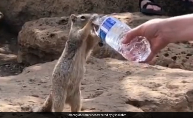 गिलहरी को लगी थी प्यास, तो विदेशी महिला ने बोतल से पिलाया पानी, IPS ने कही दिल छू लेने वाली बात - देखें Video