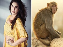 Video: इस शख्स ने बंदर की जान बचाने के लिए अपने मुंह से दी सांस, रवीना टंडन बोलीं- सुपरहीरो Video: इस शख्स ने बंदर की जान बचाने के लिए अपने मुंह से दी सांस, रवीना टंडन बोलीं- सुपरहीरो