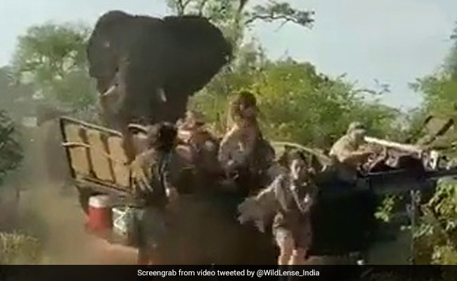 Watch: Angry Elephant Attacks Safari Vehicle As Passengers Run