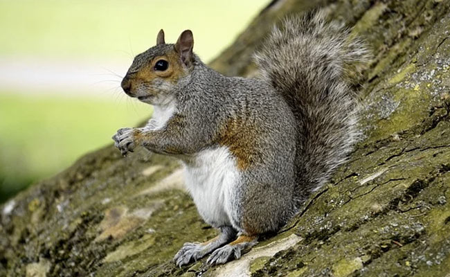 "Vicious" Squirrel Attacks 18 People In Two-Day Christmas Rampage