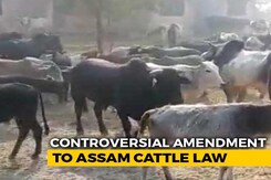 Assam Assembly Passes Amendments To Its Cattle Preservation Act Assam Assembly Passes Amendments To Its Cattle Preservation Act