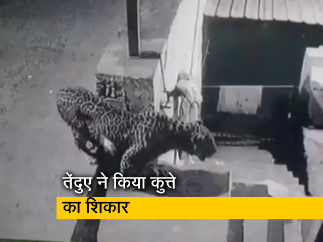 रिहाइशी इलाके में घुसे तेंदुए ने किया कुत्ते का शिकार, कैमरे में कैद हुई घटना