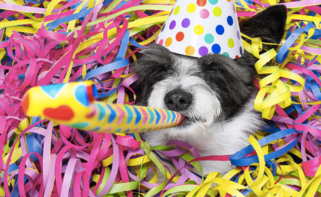 मालकिन ने अपने पालतू डॉगी के बर्थडे पर खर्च किए 11 लाख, खबर सुन उड़े लोगों के होश