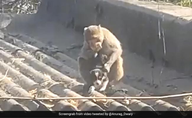 कुत्ते और बंदर की दोस्ती ने जीता लोगों का दिल, वीडियो देख लोग बोले- ‘इसे कहते हैं असली याराना’