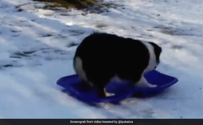 कुत्ते ने बर्फ के ऊपर की जबरदस्त Skating, IPS बोला- काम ऐसा करो, दुनिया हैरान रह जाए - देखें Video