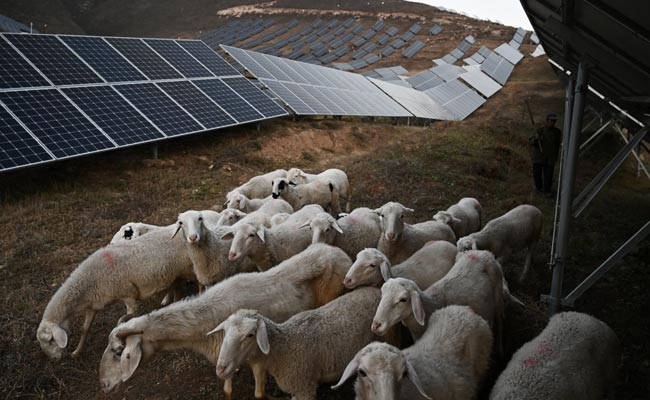 Human Cost Of China's Green Energy Rush Ahead Of Beijing Winter Olympics