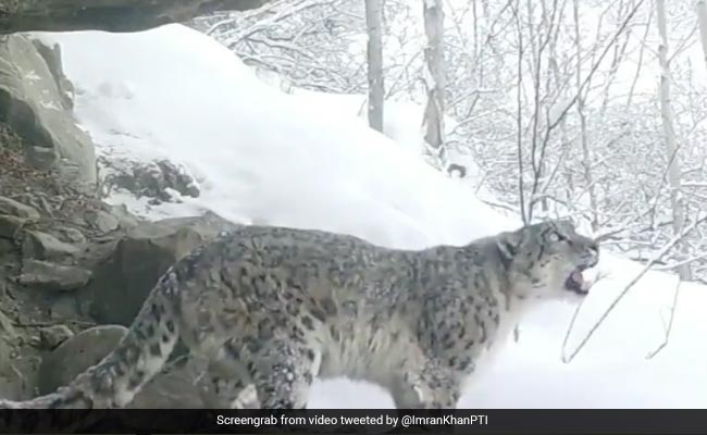 "Highlight Inflation In Pak": Twitter Users Troll Imran Khan Over Leopard Video