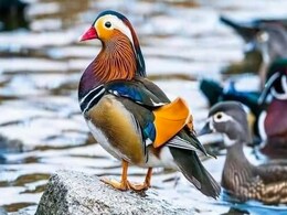 2021 में देखे गए Top 5 दुर्लभ पशु-पक्षी, जिन्हें देखने के बाद आप कहेंगे- कुदरत का करिश्मा! 2021 में देखे गए Top 5 दुर्लभ पशु-पक्षी, जिन्हें देखने के बाद आप कहेंगे- कुदरत का करिश्मा!