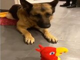 Video: Warning: This Toy Is A Nightmare For Your Doggo