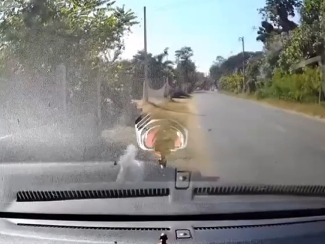 सड़क पर जा रही गाड़ियों के सामने दौड़ लगा रहा था कुत्ता और फिर हुआ कुछ ऐसा