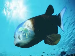 वैज्ञानिकों को समुद्र में दिखी बेहद दुर्लभ मछली, सिर पर है हरी लाइट के बल्ब जैसी आंख वैज्ञानिकों को समुद्र में दिखी बेहद दुर्लभ मछली, सिर पर है हरी लाइट के बल्ब जैसी आंख