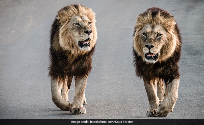 खतरनाक शेरों को ले जाया जा रहा था किसी दूसरी जगह, एयरपोर्ट पर पिंजड़ा खुलने से मची अफरातफरी