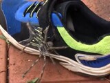 Video: Large Huntsman Spider Crawls Out Of Child's Shoe
