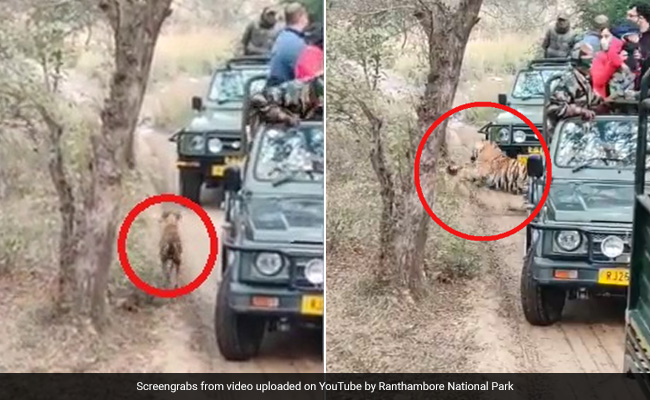 Video: Tigress "Sultana" Hunts Dog At Ranthambore National Park