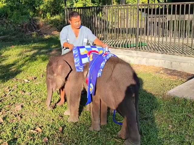 Watch: Baby Elephants Wrapped In Blanket At Kaziranga National Park