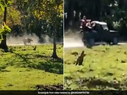 जंगल में इंसानों की दखलअंदाजी से गैंडे को आया गुस्सा, फिर जीप सवार लोगों को बुरी तरह दौड़ाया जंगल में इंसानों की दखलअंदाजी से गैंडे को आया गुस्सा, फिर जीप सवार लोगों को बुरी तरह दौड़ाया