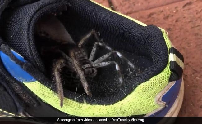 Watch: Family's Shock At Finding Huge Huntsman Spider Crawling Out Of Kid's Shoe