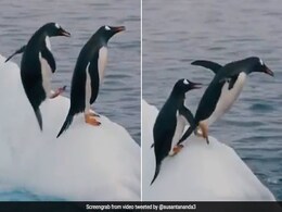 पेंगुइन ने बर्फ पर एक-दूजे संग जमकर की मस्ती, वीडियो देख खूब हंस रहे लोग पेंगुइन ने बर्फ पर एक-दूजे संग जमकर की मस्ती, वीडियो देख खूब हंस रहे लोग