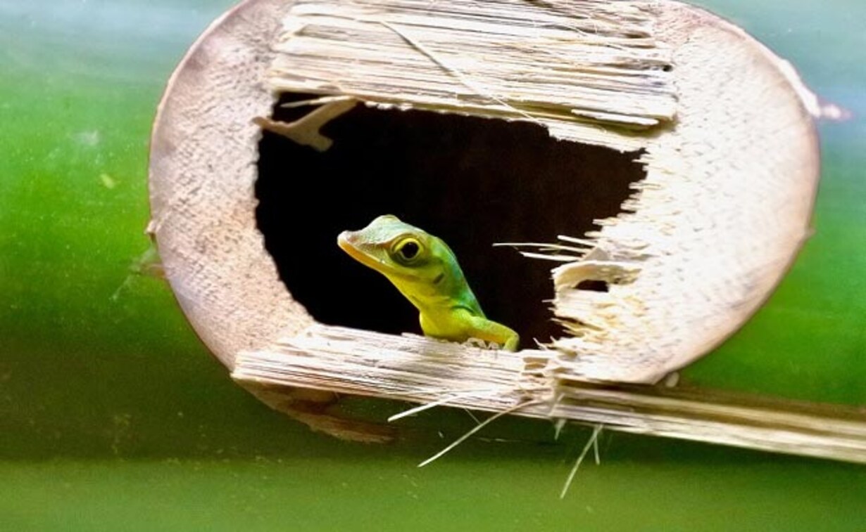 Lizard Travels over 7,000 KM By Hiding Inside Suitcase