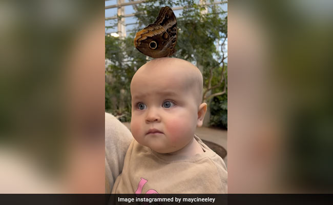 बच्चे के सिर पर आकर बैठी तितली, बन गई उसकी दोस्त, हमेशा रहती है साथ, मां ने शेयर किया Video