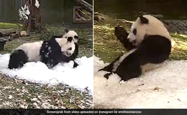नन्हे पांडा ने बर्फ में जमकर की मस्ती, वीडियो देख खूब मुस्कुराए लोग